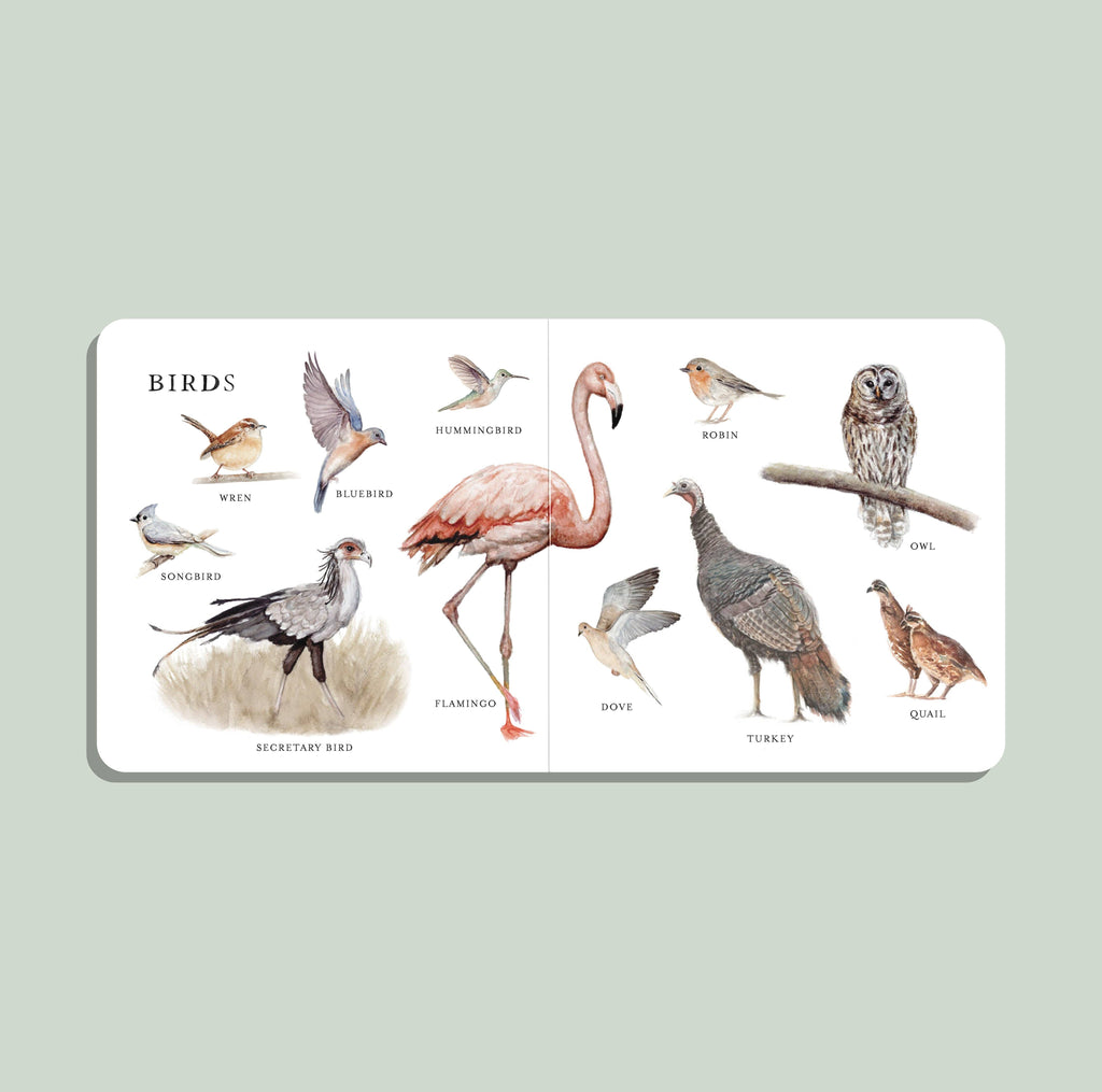 NR PAIGE TATE | OUR BIG BOOK OF ANIMALS BOARD BOOK Our Big Book of Animals (Board