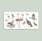 NR PAIGE TATE | OUR BIG BOOK OF ANIMALS BOARD BOOK Our Big Book of Animals (Board