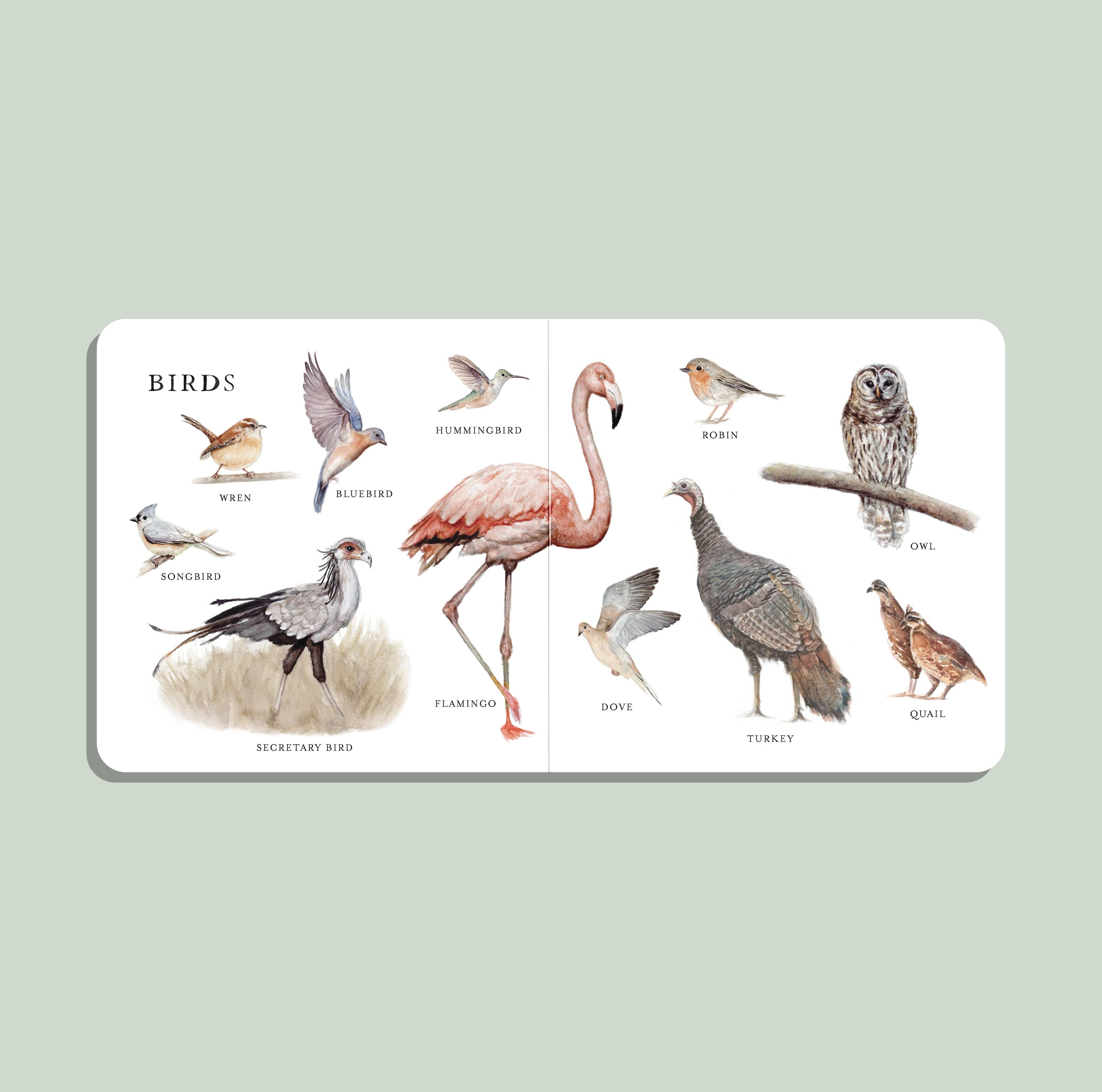 NR PAIGE TATE | OUR BIG BOOK OF ANIMALS BOARD BOOK Our Big Book of Animals (Board