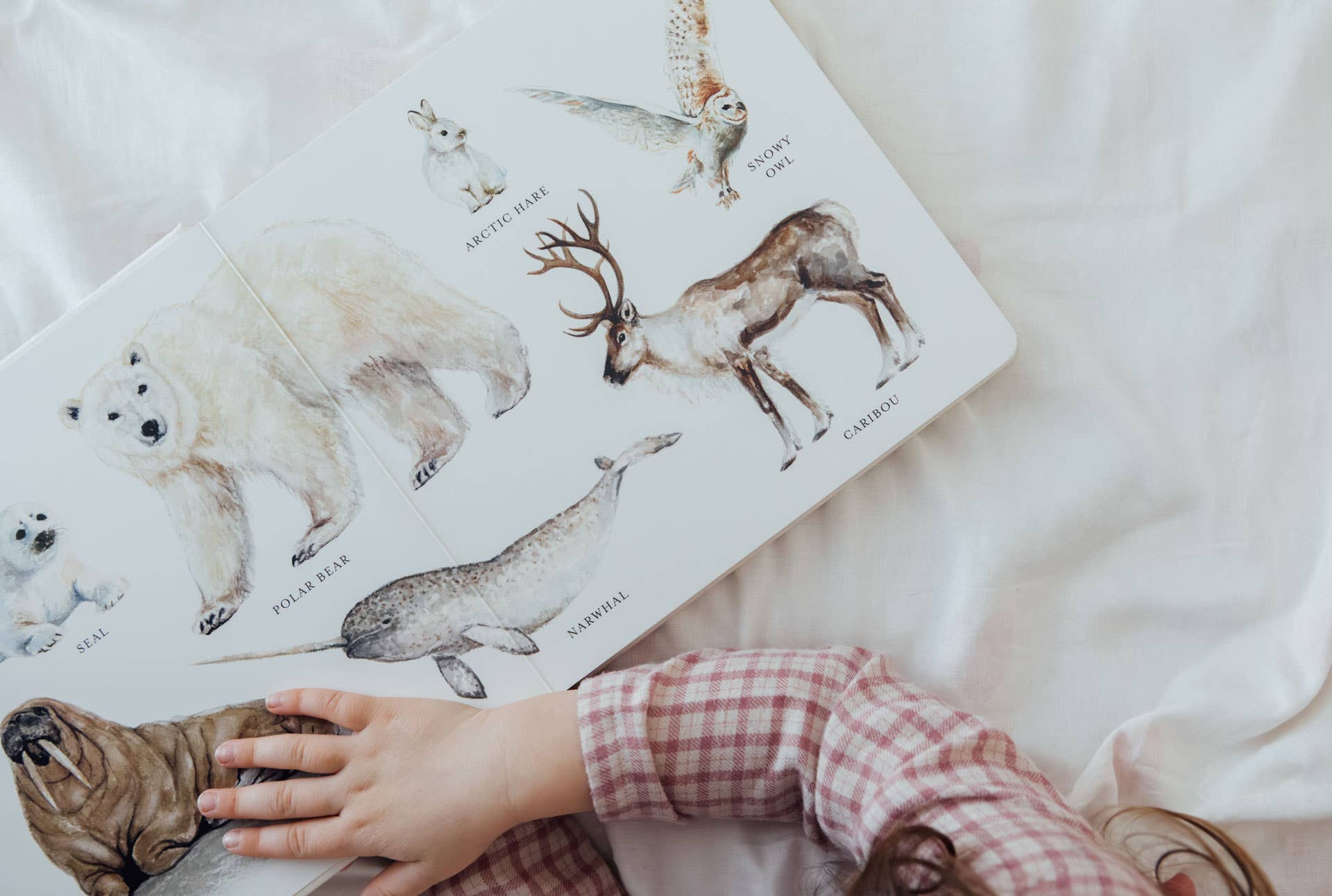 NR PAIGE TATE | OUR BIG BOOK OF ANIMALS BOARD BOOK Our Big Book of Animals (Board